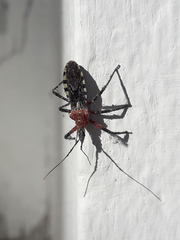 Cosmoclopius poecilus