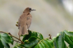 Turdus maranonicus
