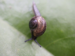 Helicarion permolle