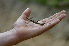Neohirasea catbaensis