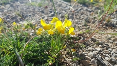 Lotus angustissimus