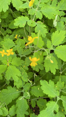 Chelidonium majus