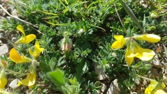 Lotus angustissimus