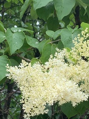 Syringa reticulata