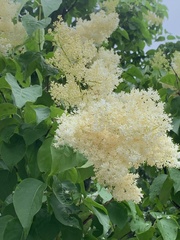 Syringa reticulata