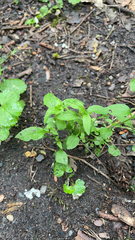 Stellaria media