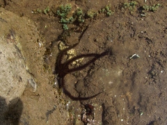Ophiocoma scolopendrina