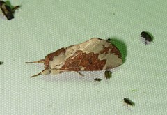 Hemiceras plagipennis