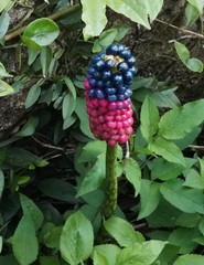 Amorphophallus kiusianus