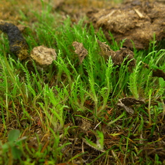 Leptinella maniototo