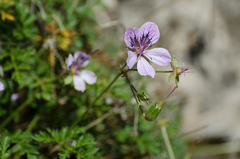 Erodium glandulosum