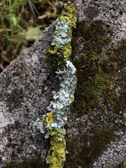 Parmelina pastillifera