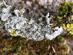 Parmelina pastillifera