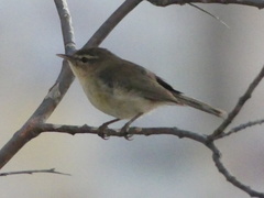 Phylloscopus canariensis