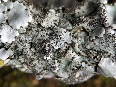 Parmelina pastillifera