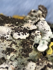 Parmelina pastillifera