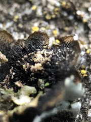 Parmelina pastillifera