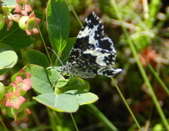 Rheumaptera hastata