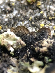 Parmelina pastillifera