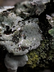 Parmelina pastillifera