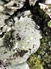 Parmelina pastillifera