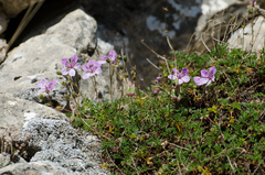 Erodium glandulosum