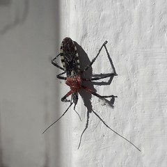 Cosmoclopius poecilus