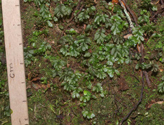 Hymenophyllum minimum