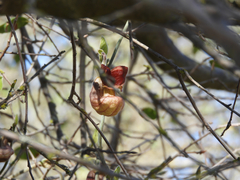 Aristolochia californica