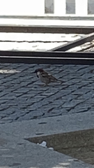 Passer domesticus