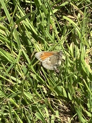 Coenonympha pamphilus