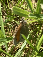 Coenonympha pamphilus