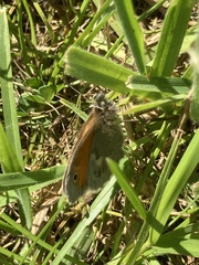 Coenonympha pamphilus