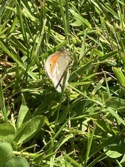 Coenonympha pamphilus