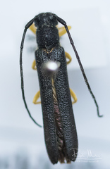 Oberea linearis