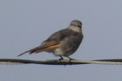 Cnemarchus rufipennis