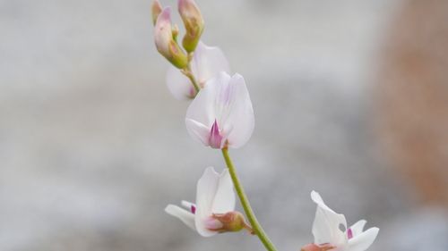 Astragalus pachypus var. pachypus