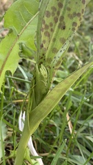Dactylorhiza majalis