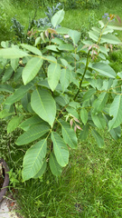 Juglans regia