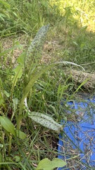Dactylorhiza majalis