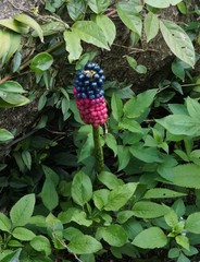 Amorphophallus kiusianus