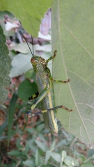 Zoniopoda tarsata