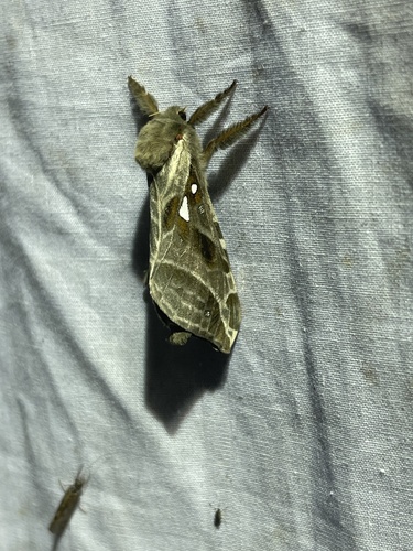 Silver-spotted Ghost Moth photo 5