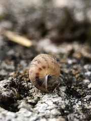 Cochlostoma septemspirale