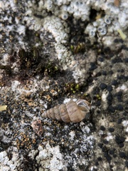 Cochlostoma septemspirale