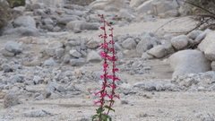 Penstemon clevelandii clevelandii