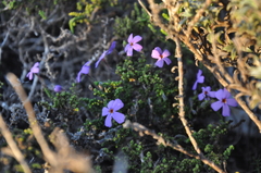 Jamesbrittenia microphylla