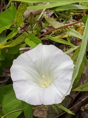 Calystegia sepium