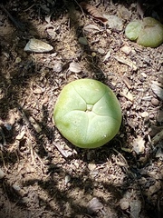 Lophophora diffusa