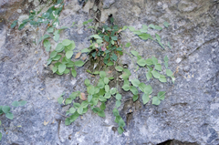 Petrocoptis pyrenaica